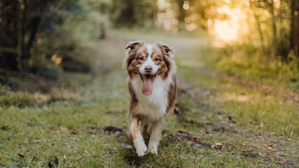 Australian Shepherd walking down a country road
