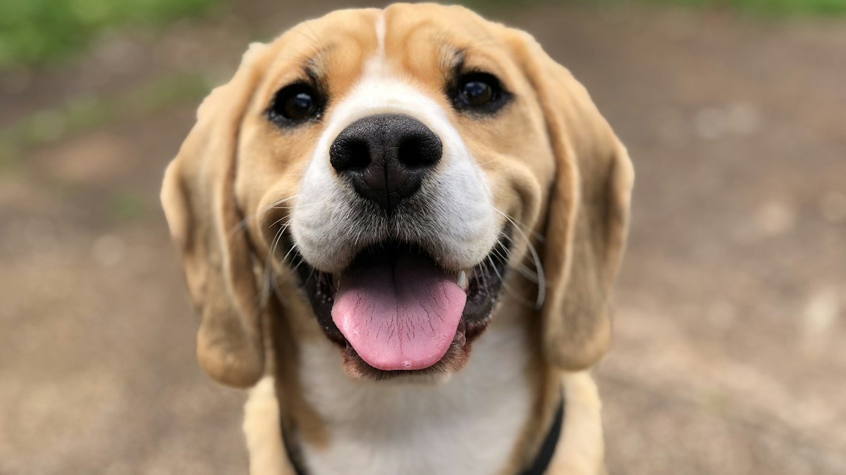 Close-up of a Beagle's face