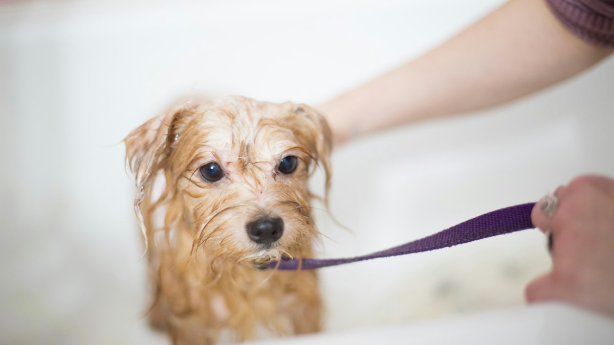 Dog being groomed to control shedding at home