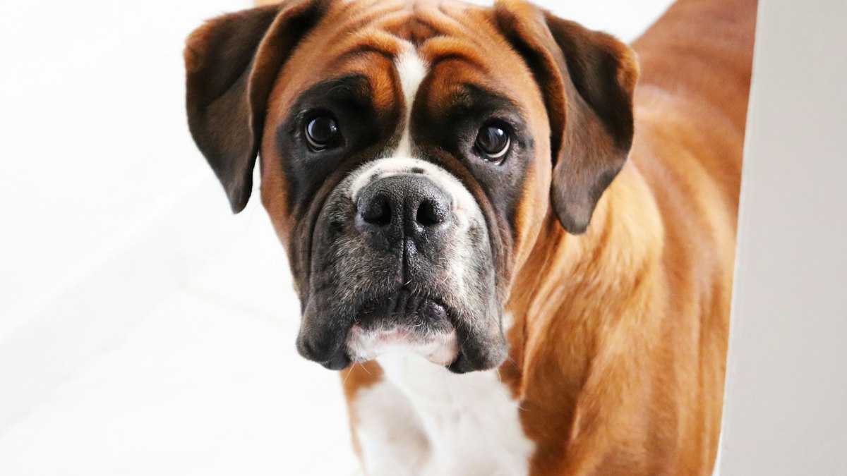 Close-up of a Boxer dog's face