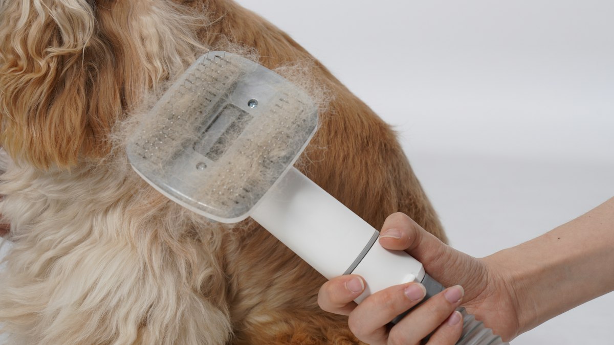 Brushing a long-haired dog with a grooming brush to control shedding