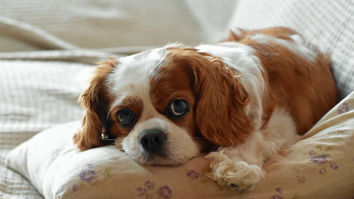 Cavalier King Charles Spaniel resting on a white blanket