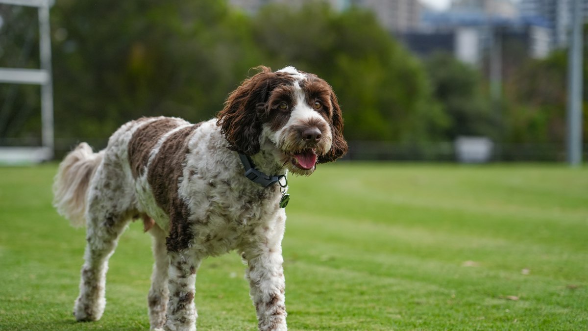 Brown and white dog standing on a grassy field