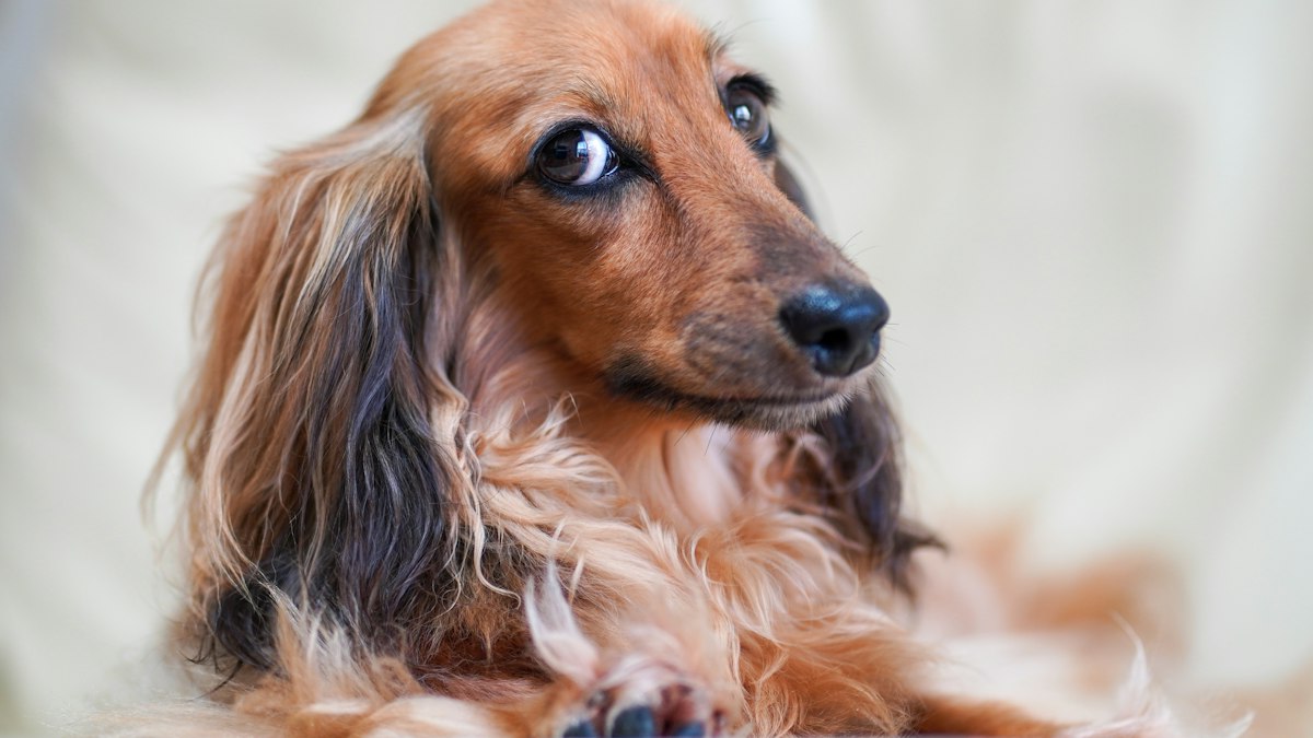 Long-haired Dachshund, a breed prone to back problems