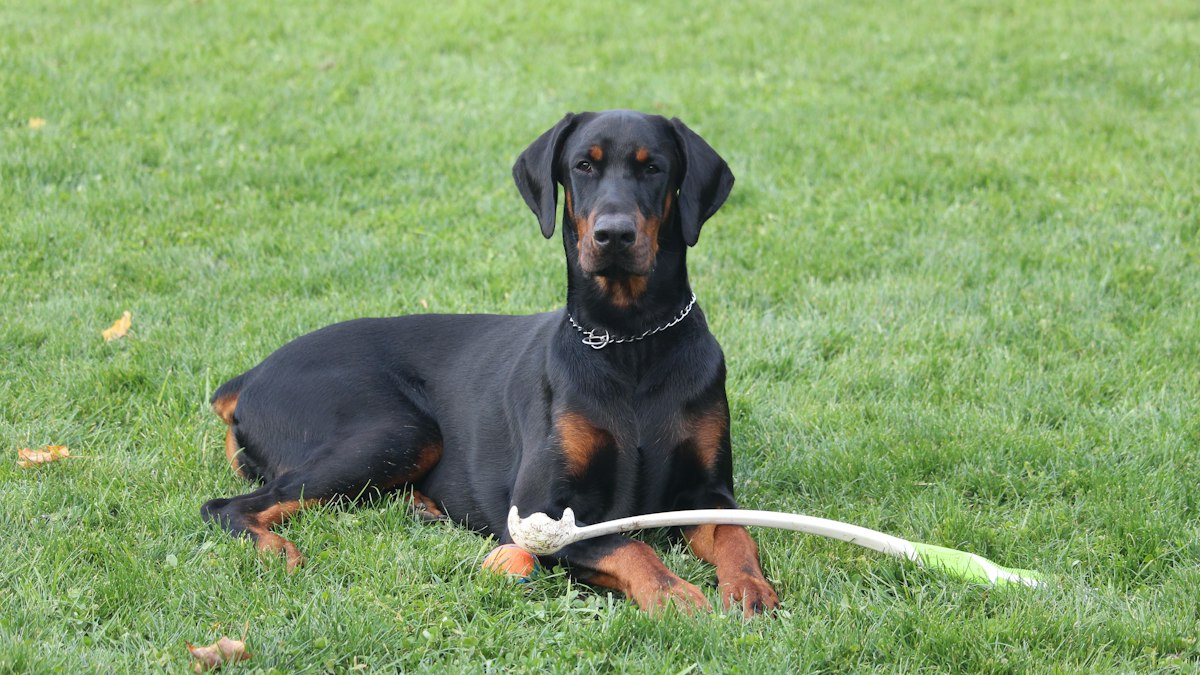 Black Doberman Pinscher portrait