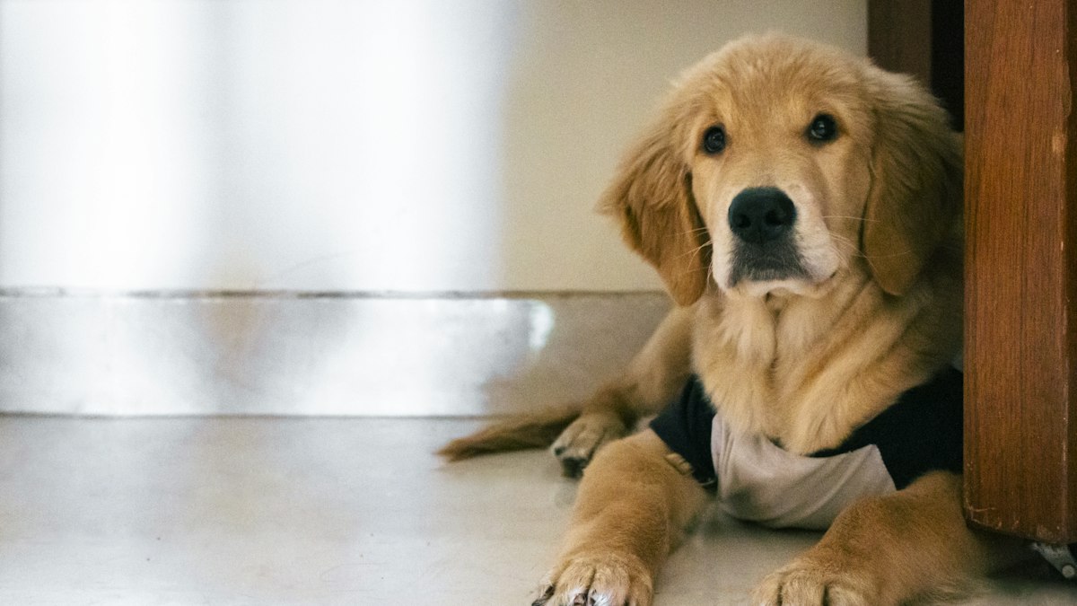 Nervous dog lying low on the floor, afraid of fireworks
