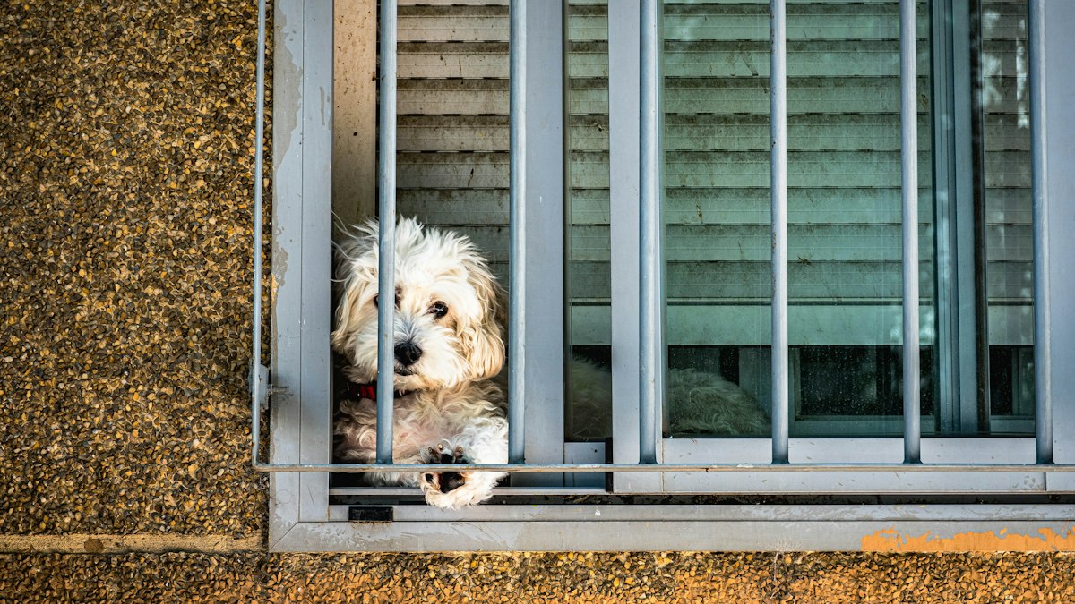 Small white dog sitting at the window watching the neighbors