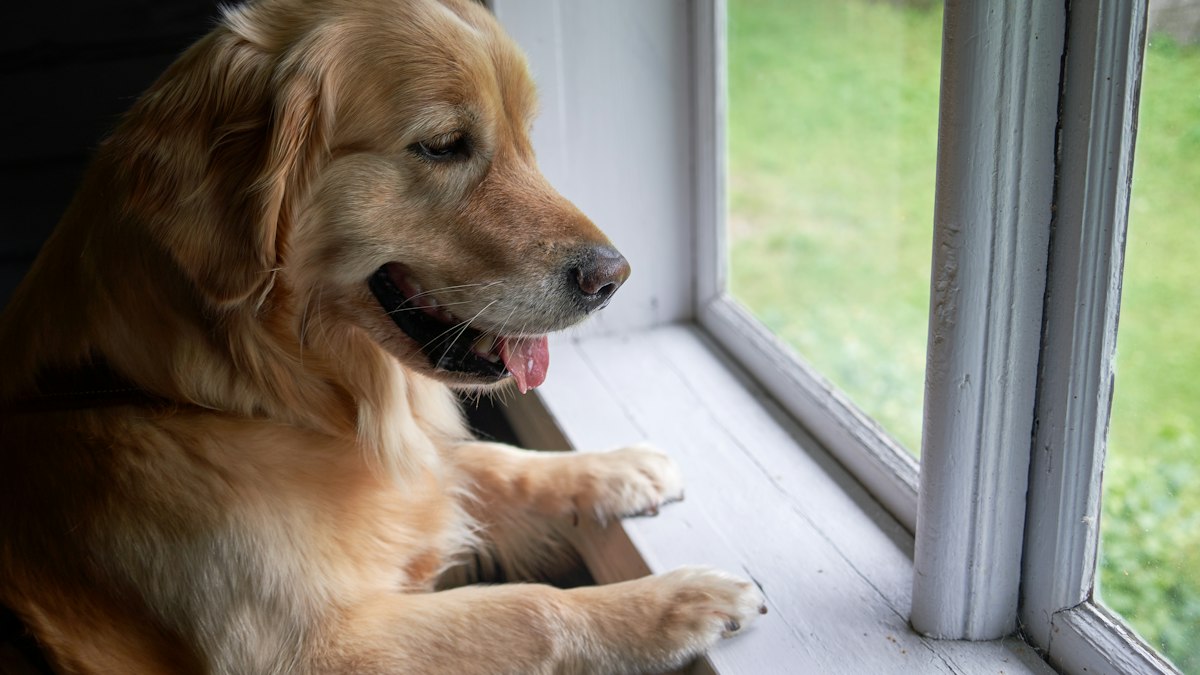 Young golden retriever standing at the window watching the door area