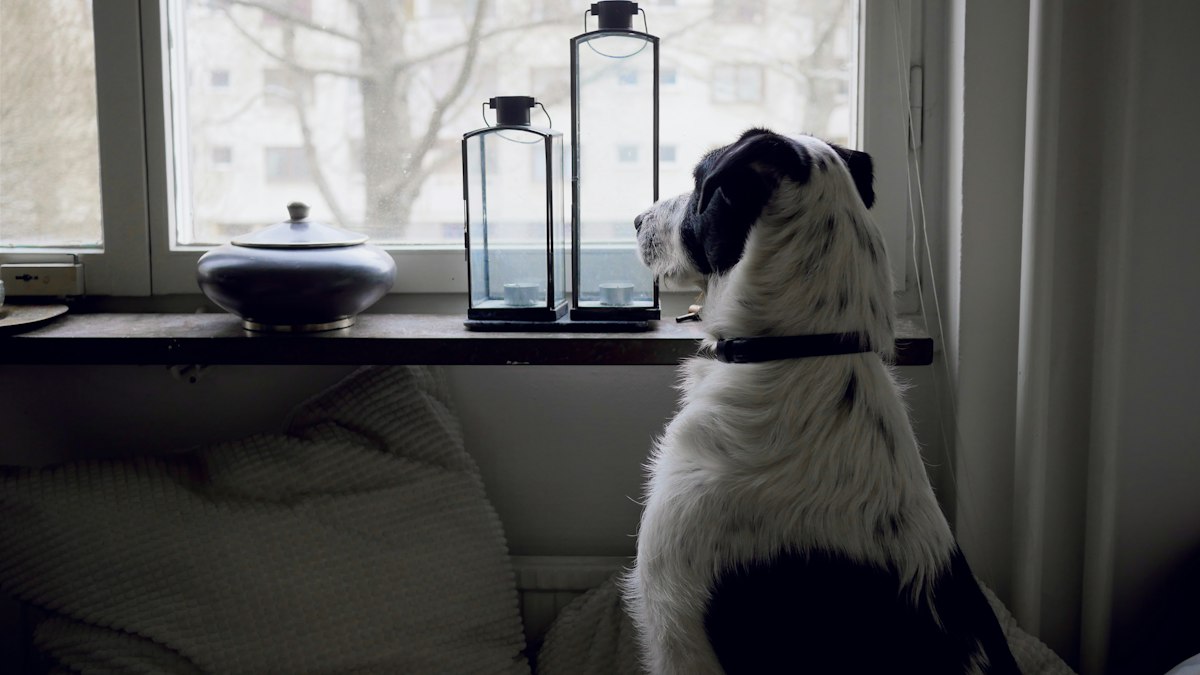 Dog barking at the window all day
