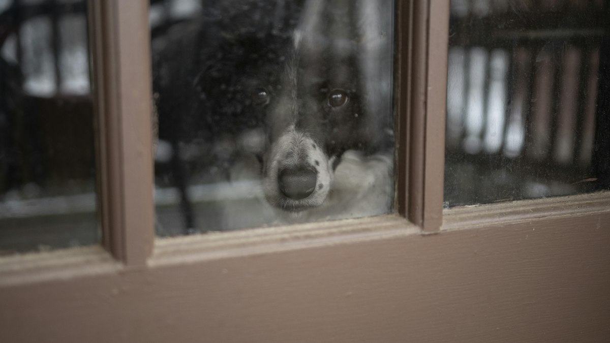Border collie waiting by the window after its owner leaves
