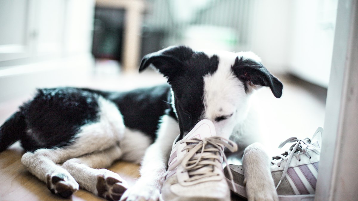 Young dog lying on shoes it chewed while left alone
