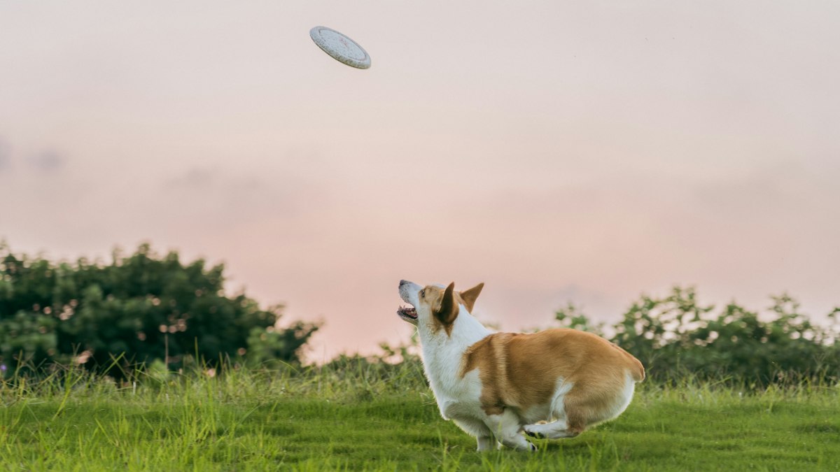 Energetic corgi jumping for a frisbee in the park