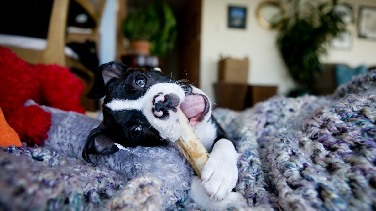 Dog chewing a treat, a good sign when appetite returns