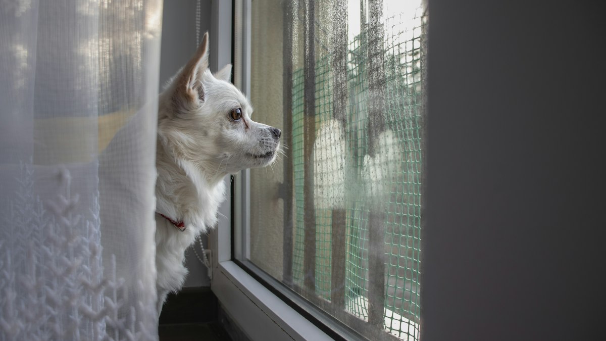 Alert dog watching the street, ready to bark at everything