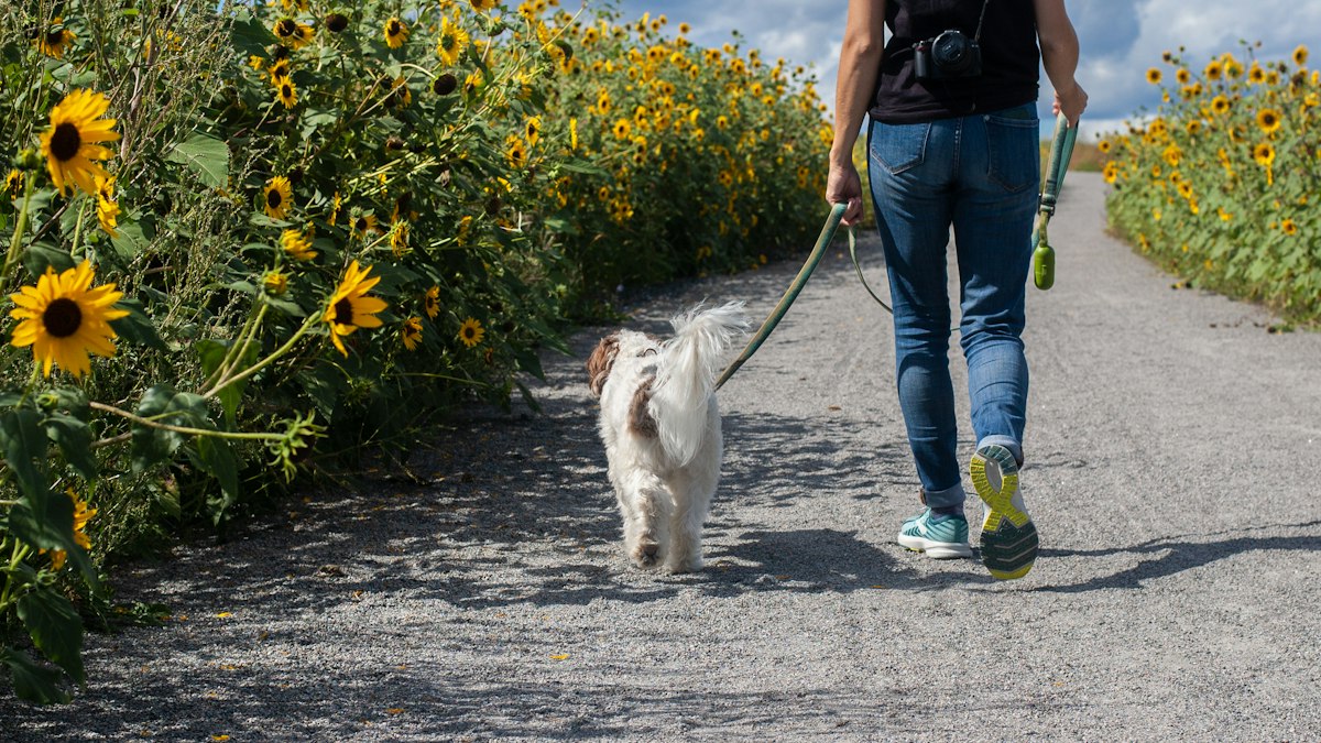 Dog on a leash walking through a sunflower field
