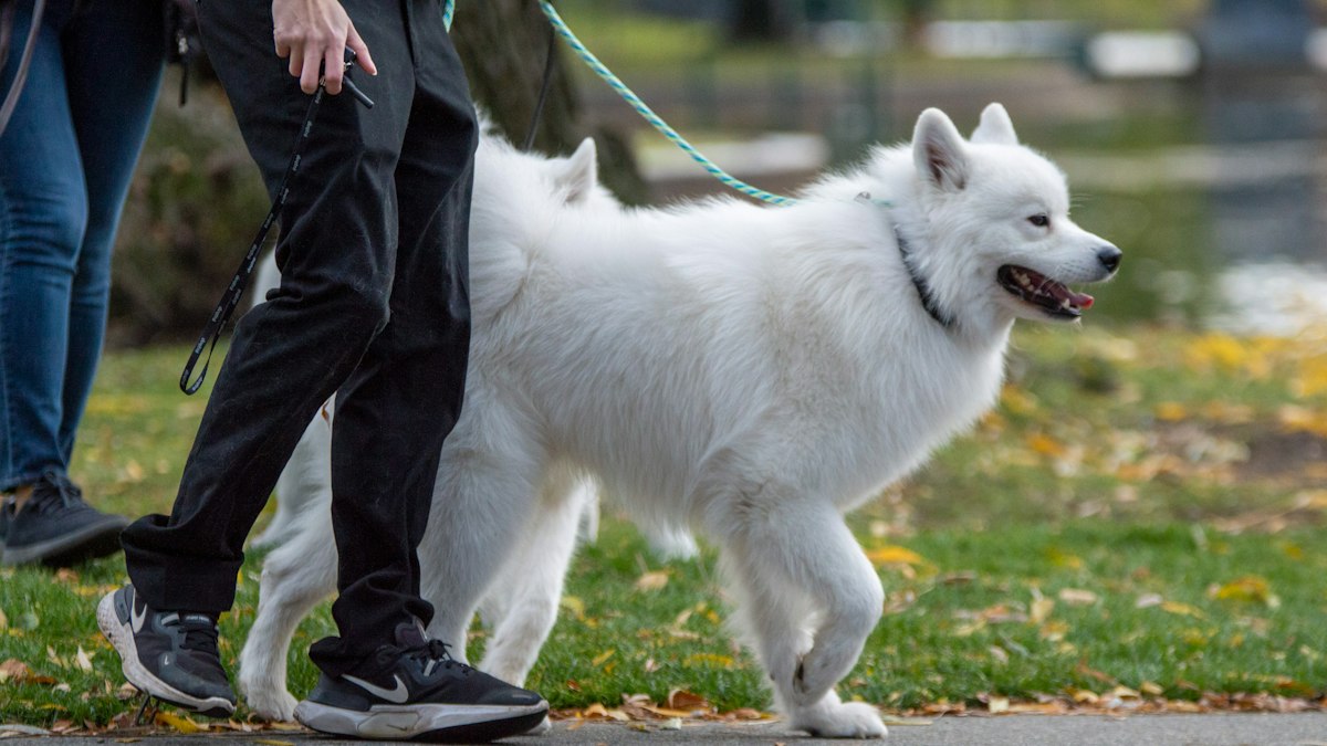 Dog walking calmly on a loose leash