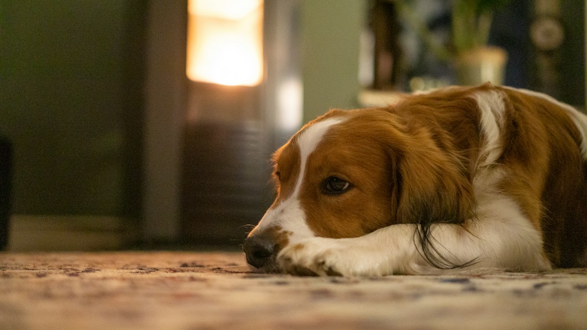 Lonely dog lying on the floor, suffering from separation anxiety