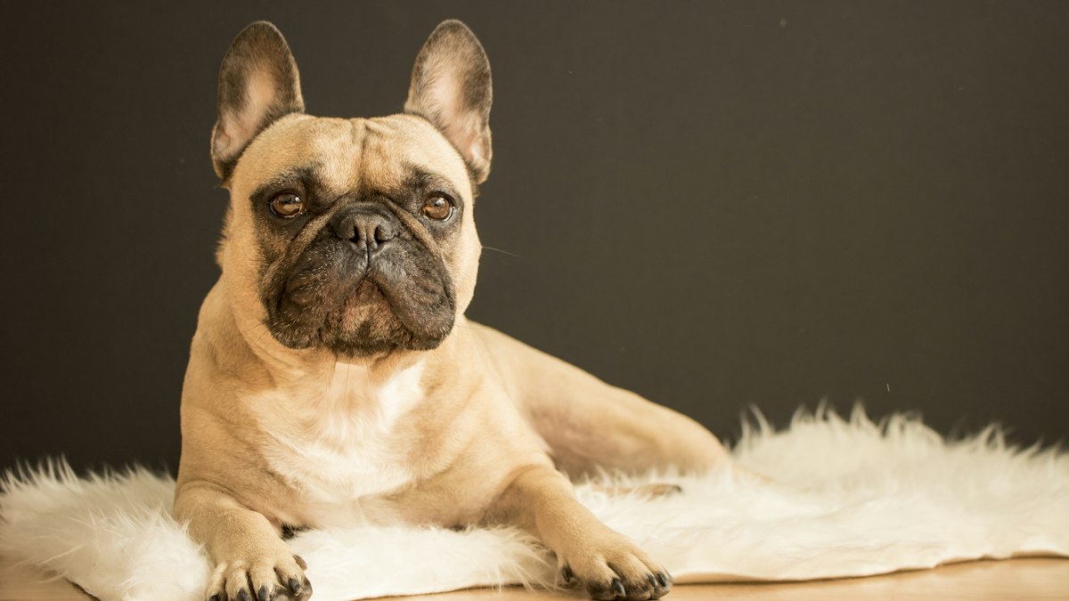 French Bulldog posing on a fur rug