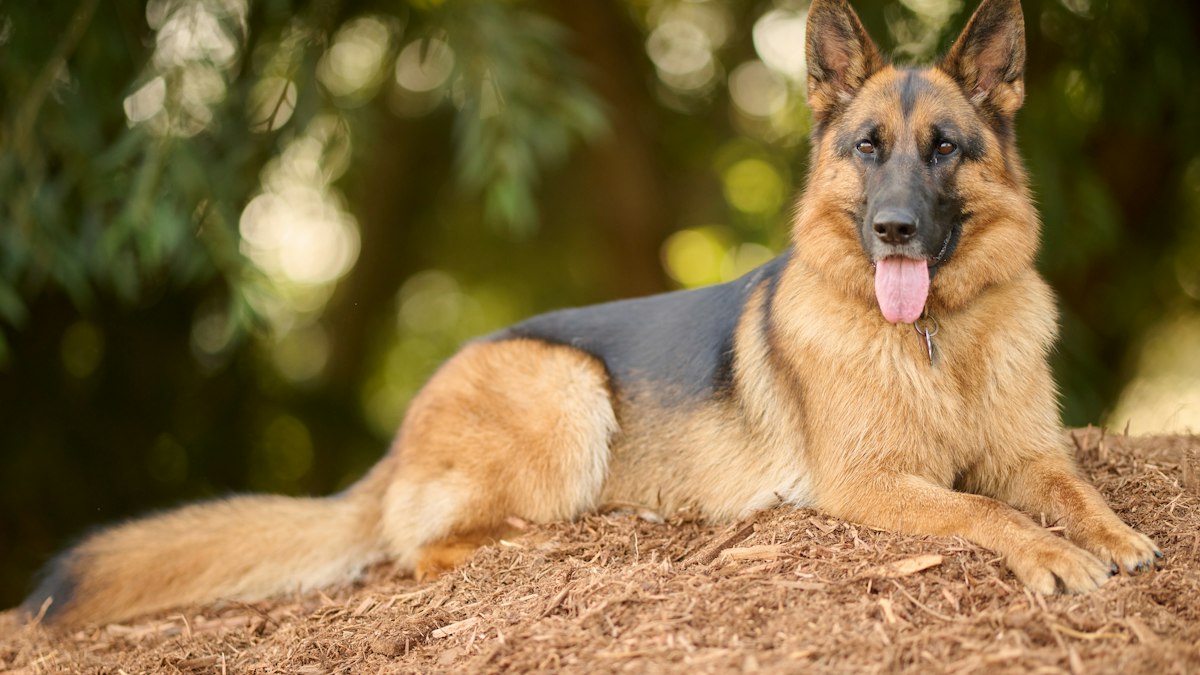 German Shepherd dog playing outdoors