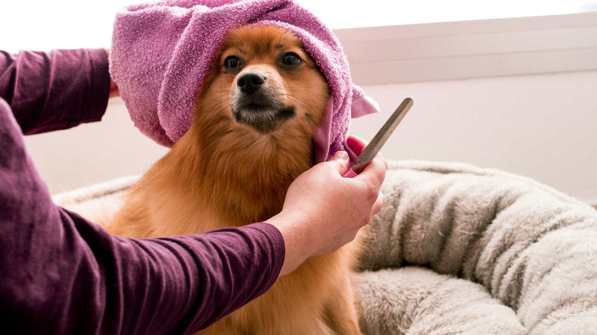 Fluffy dog relaxing, a common source of dog hair on the couch