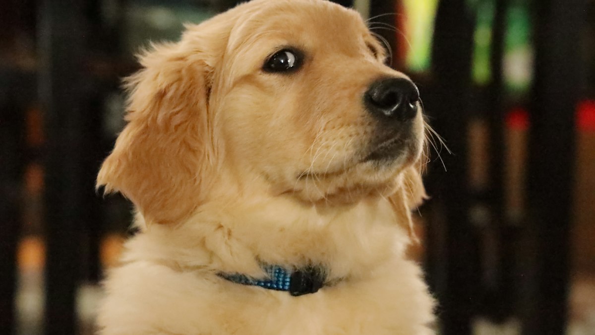 Golden Retriever looking curiously at the camera
