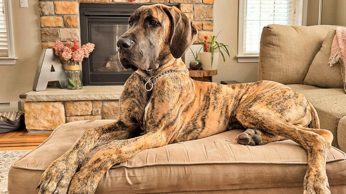 Great Dane lying on a couch, one of the largest dog breeds