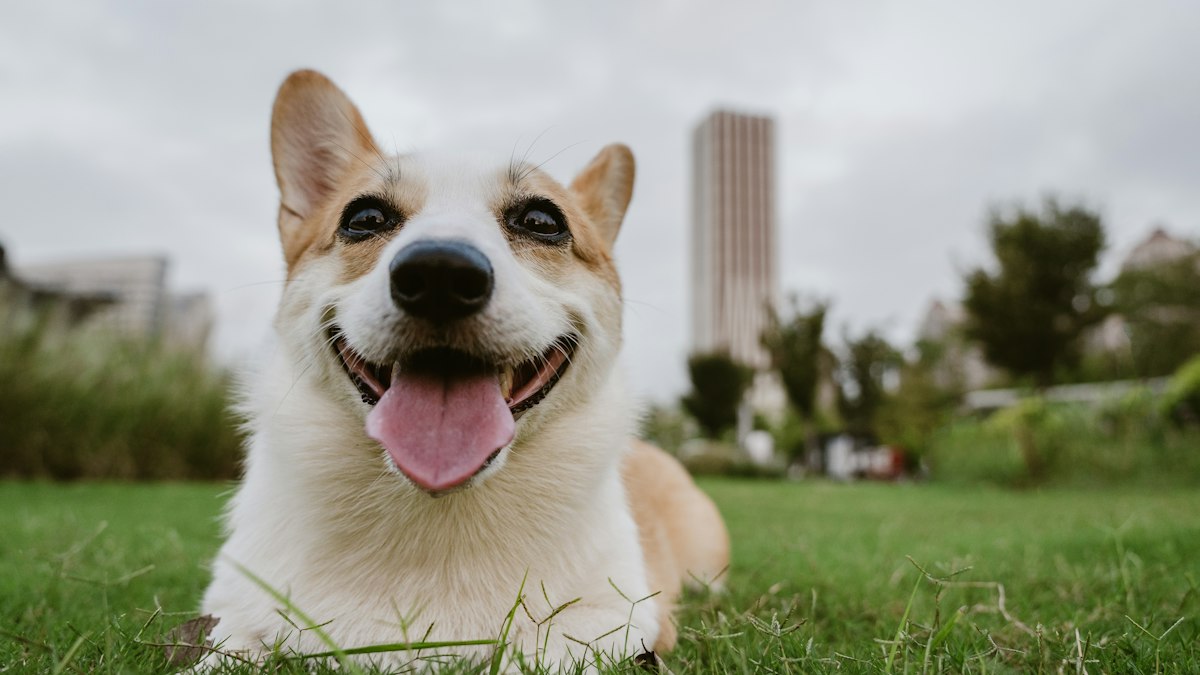 Happy, relaxed corgi smiling on the grass