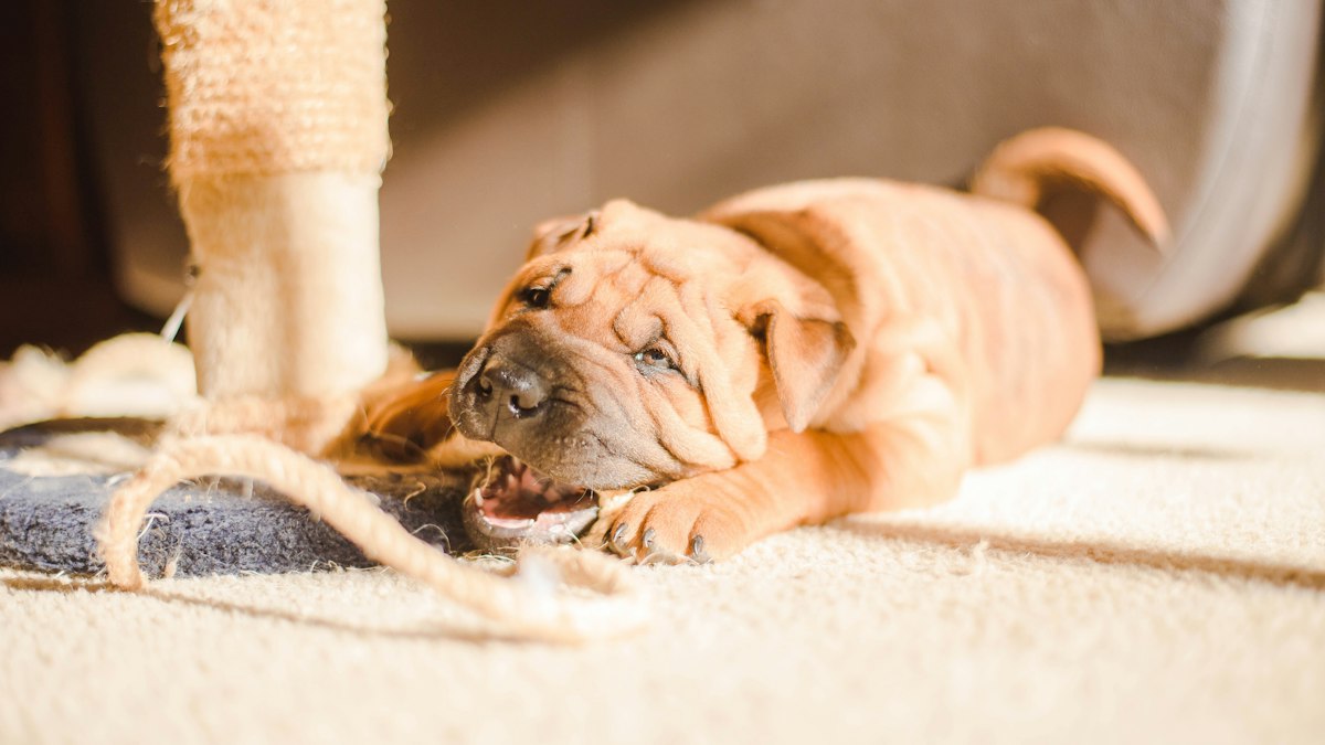 Brown puppy settling down on the carpet for the night