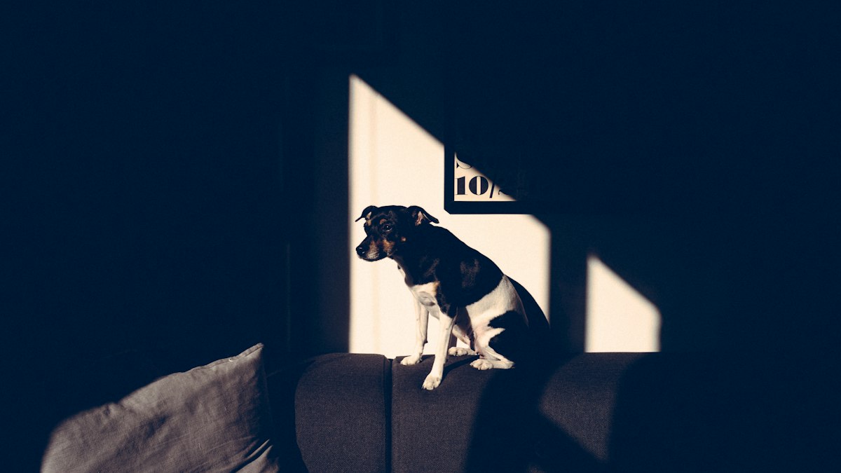 Dog alone on the sofa, struggling with separation anxiety