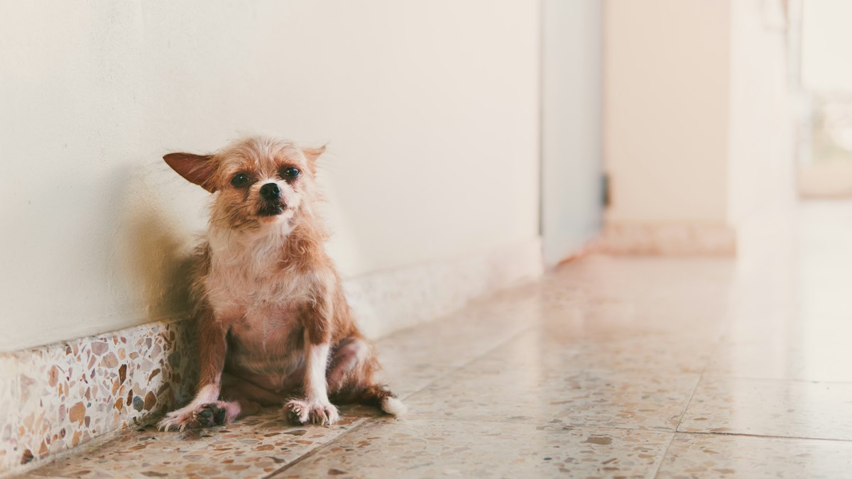 Chihuahua at home, an adult dog suddenly having accidents