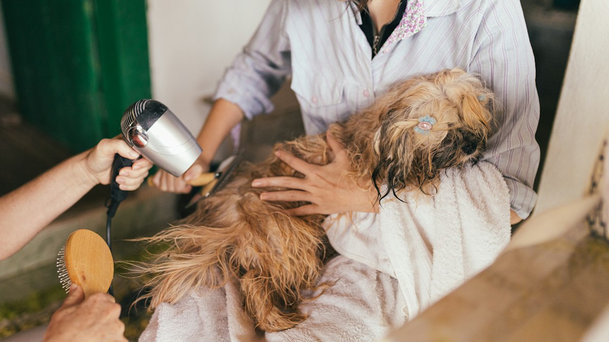 Dog getting a bath to keep the home clean