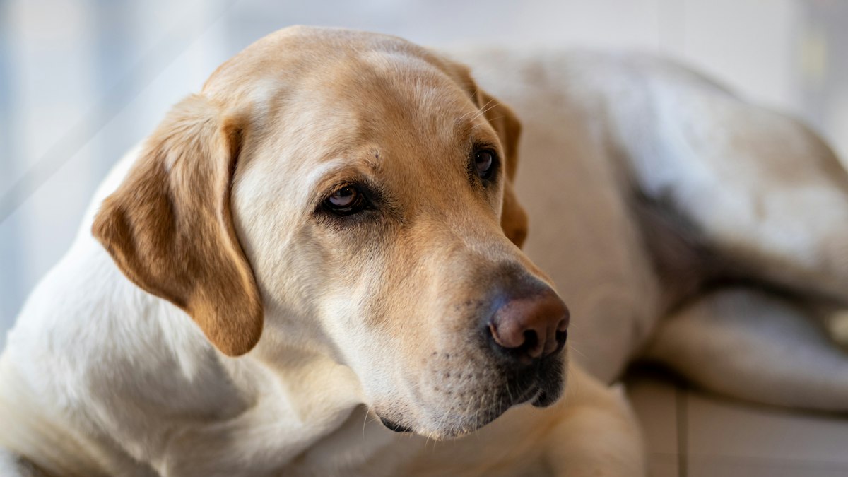 Yellow Labrador Retriever lying on the floor