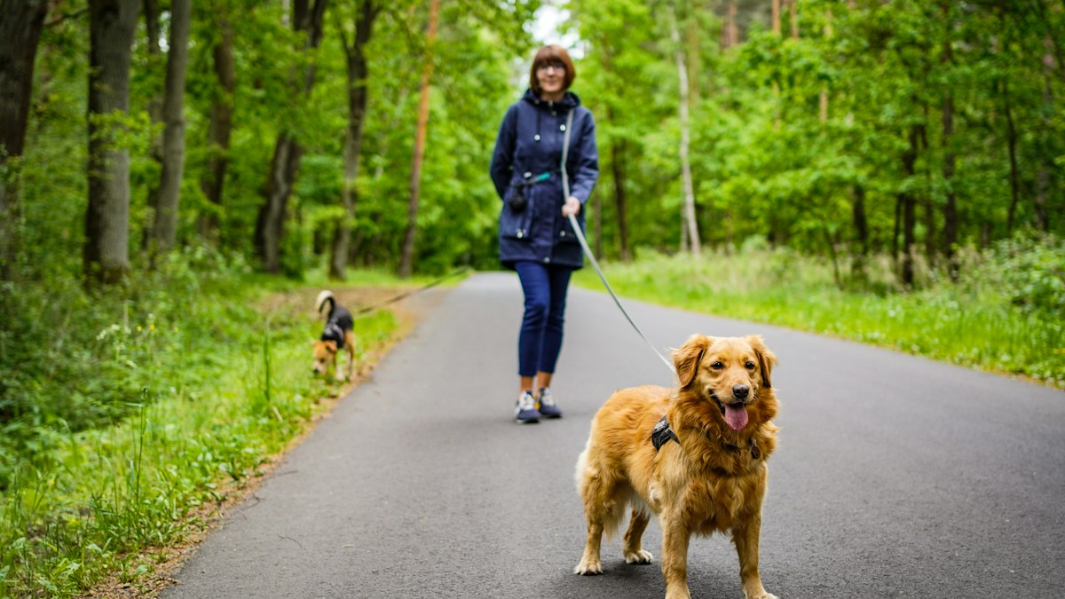 Owner walking a dog on a leash on a quiet forest path to avoid triggers