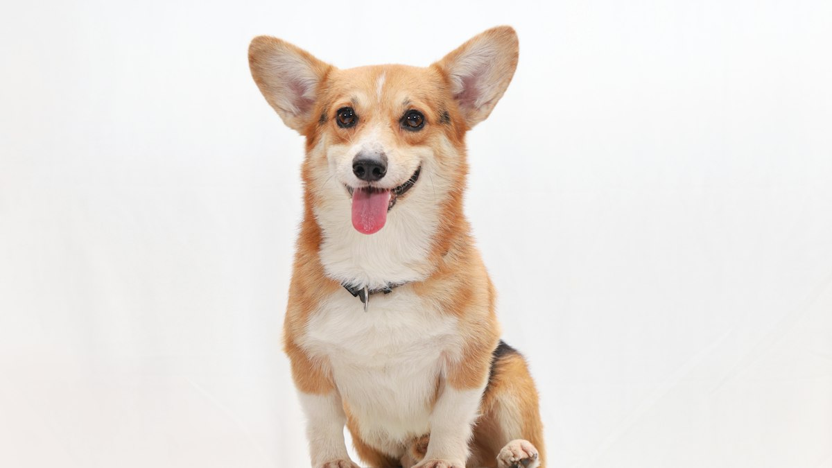 Pembroke Welsh Corgi sitting on a table