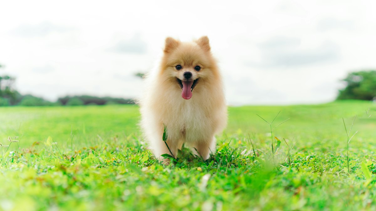 Fluffy Pomeranian dog