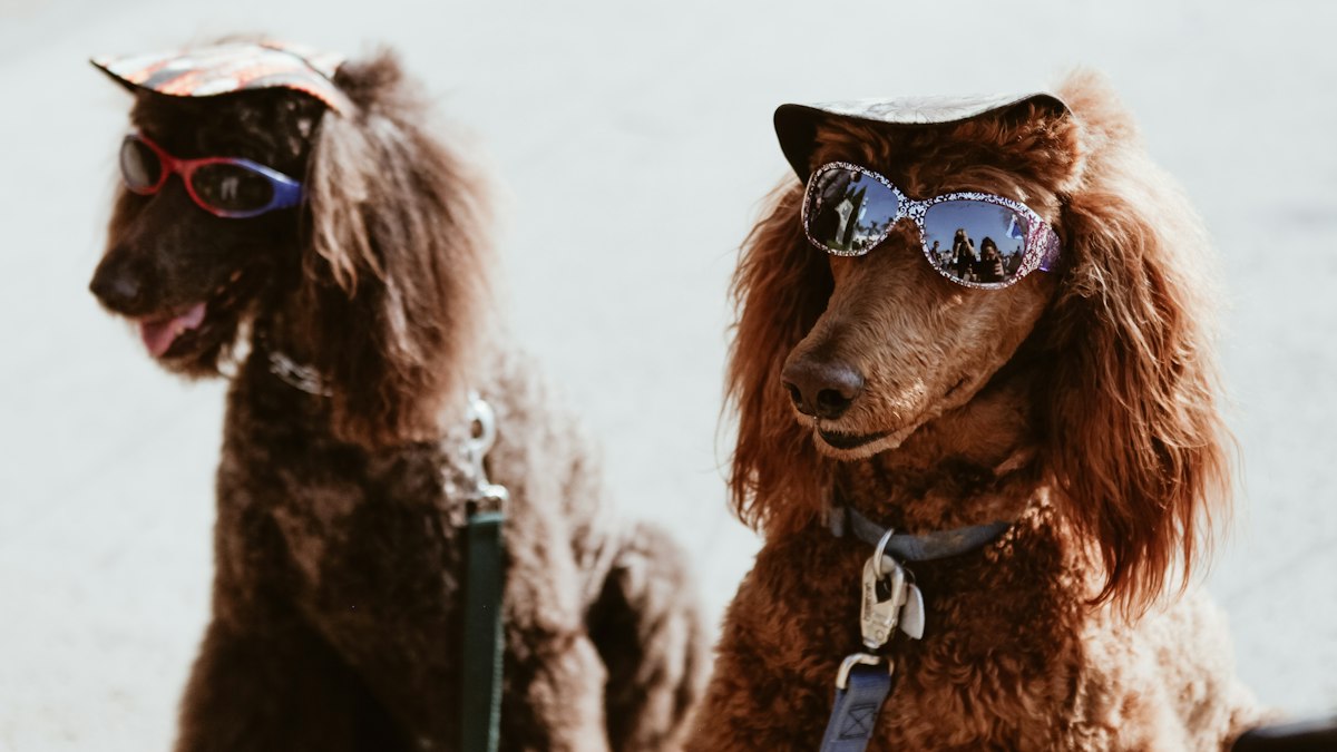 Two brown Poodles, breed known for intelligence and grooming needs