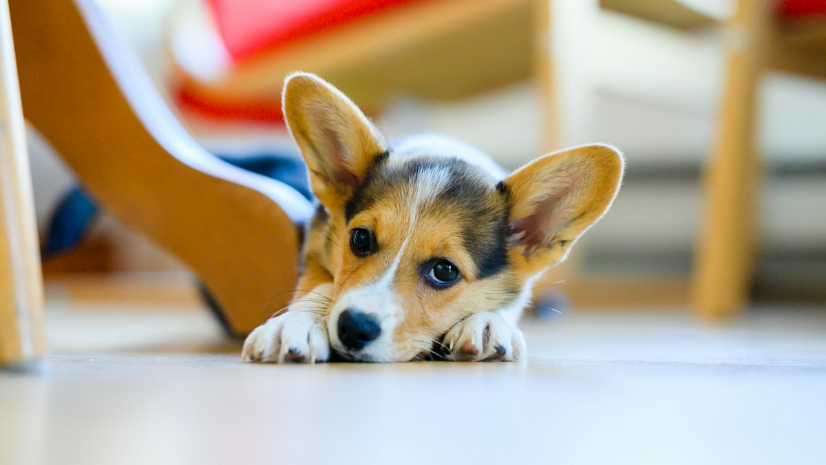Young dog lying on the floor indoors during house training