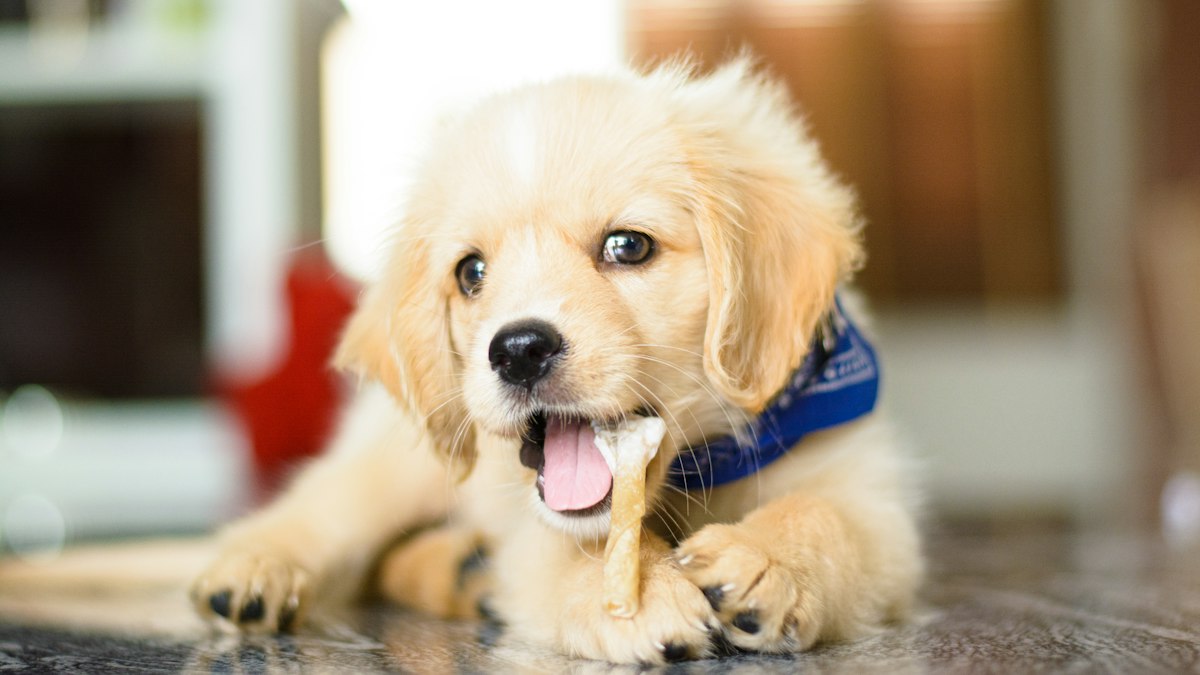 Cute puppy at home during potty training
