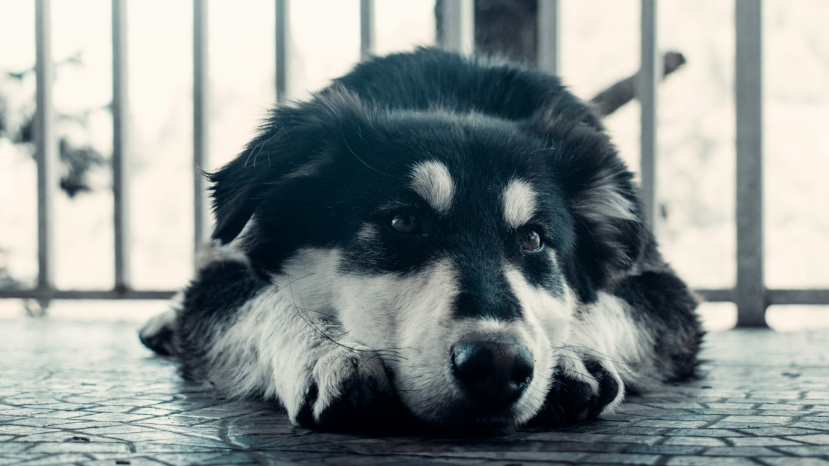 Relaxed dog resting peacefully on the floor