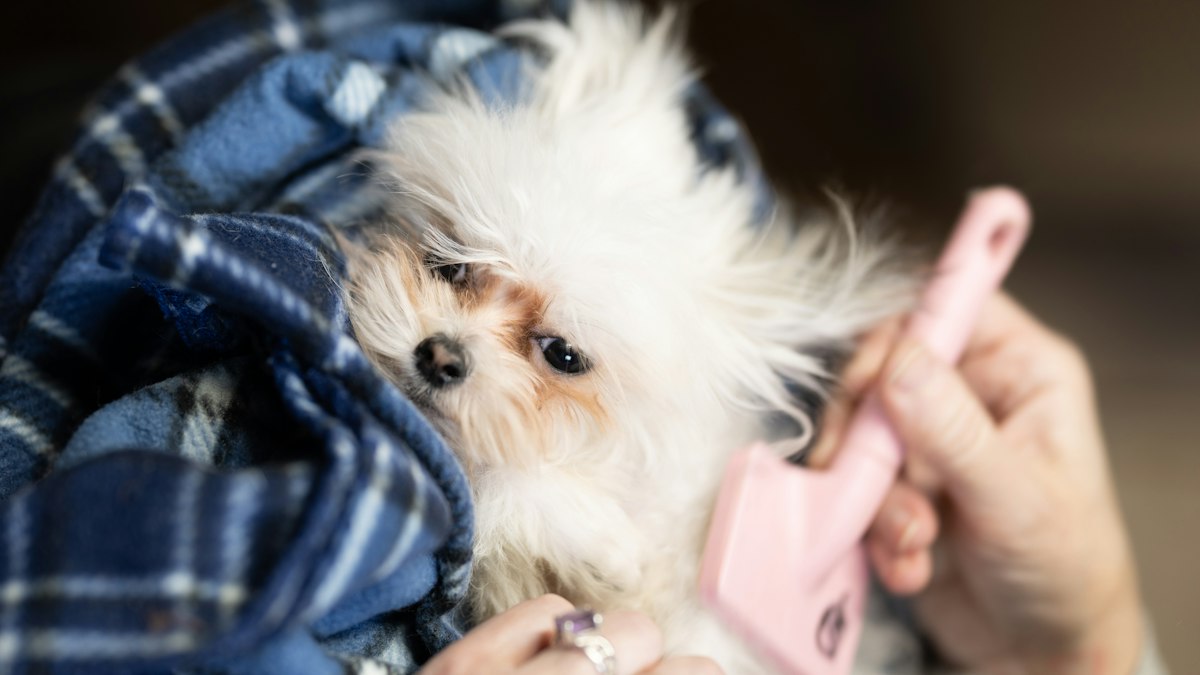 Calm puppy being brushed to reduce loose hair before car rides