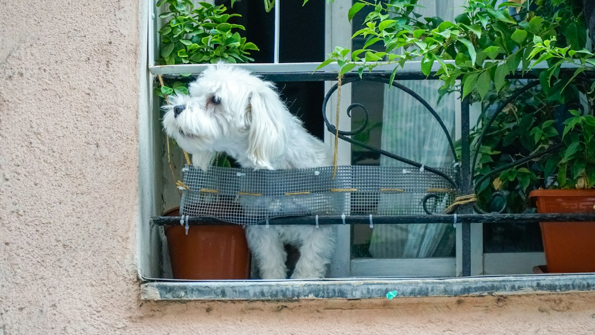 Small white dog at home near the furniture
