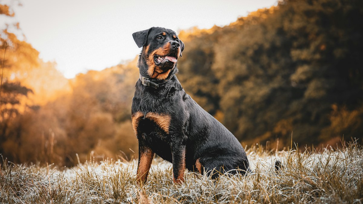 Rottweiler standing in an autumn field