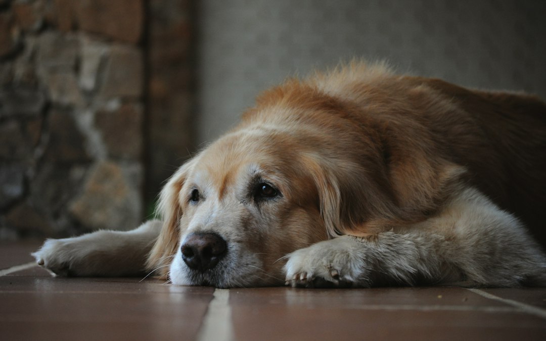 Senior dog with a gray muzzle resting calmly at home