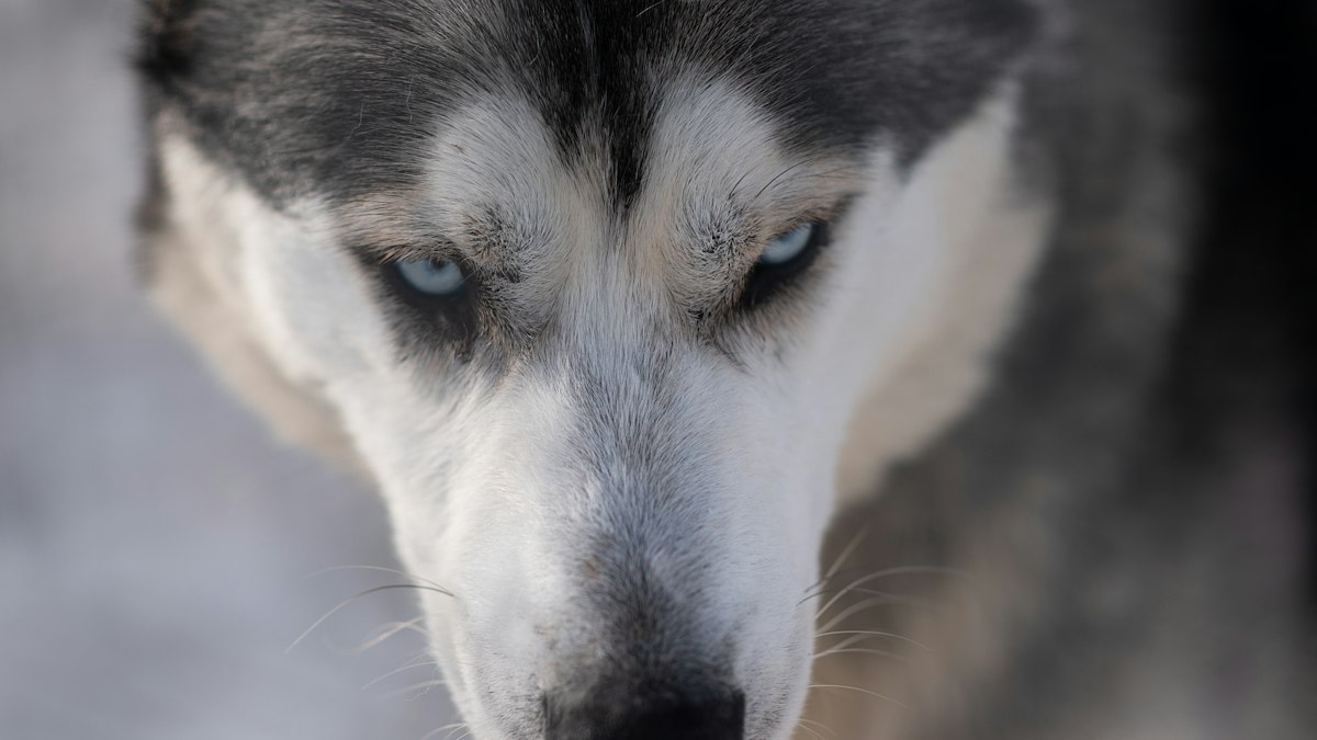 Siberian Husky with striking blue eyes