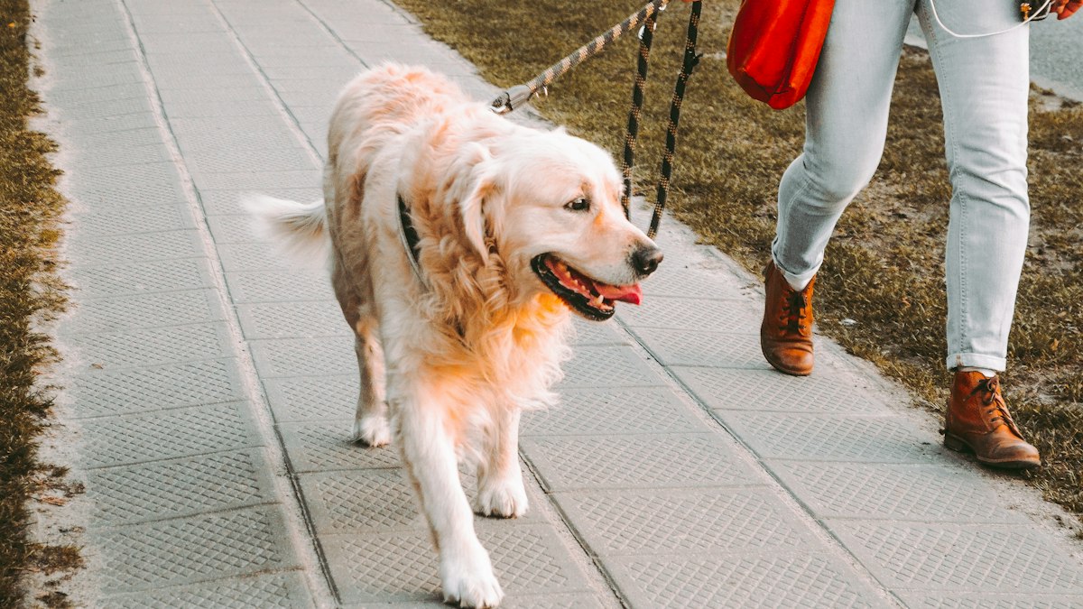 Golden retriever walking beside its owner without pulling on the leash