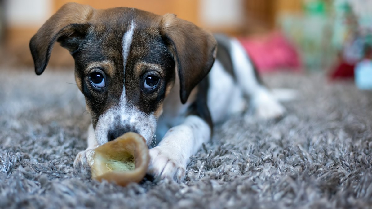 Puppy chewing a bone instead of the furniture