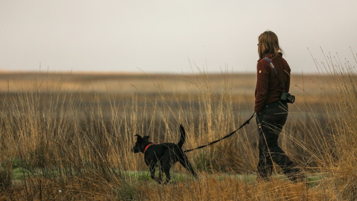 Dog running back to its owner across the grass when called