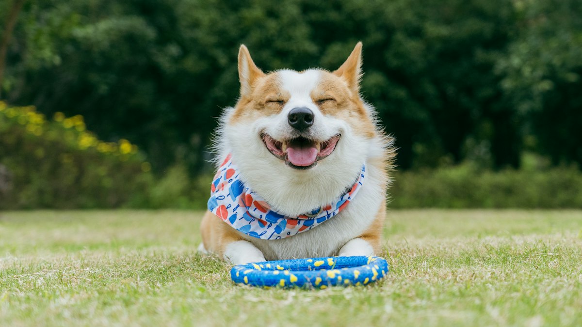 Relaxed corgi lying happily on the grass