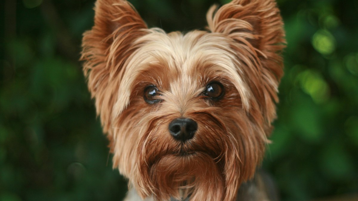 Yorkshire Terrier with a silky tan coat